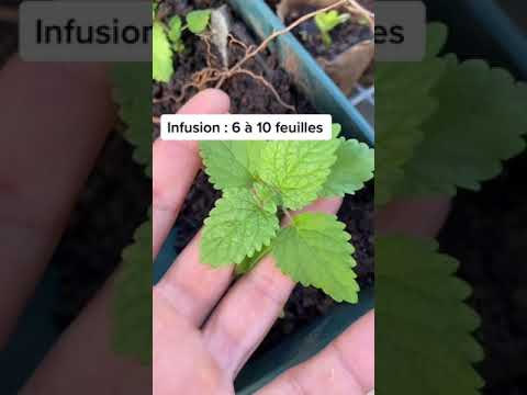 Des problèmes de sommeil ? : les plantes qui soulage 😍