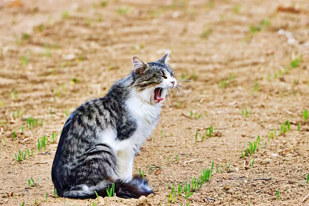 Insuffisance rénale féline stade 3 : reconnaître les signes clés chez votre chat